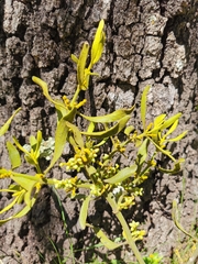 Phoradendron leucarpum angustifolium