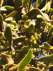 Phoradendron leucarpum angustifolium
