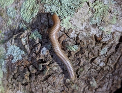 Narceus americanus
