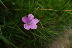 Linum viscosum