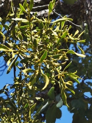 Phoradendron leucarpum angustifolium
