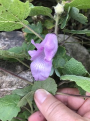 Ceratotheca