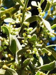 Phoradendron leucarpum angustifolium
