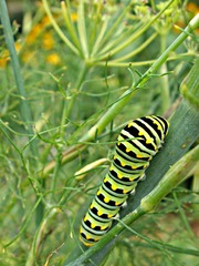 Papilio polyxenes