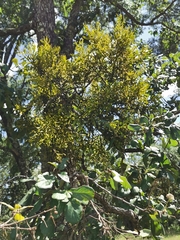 Phoradendron leucarpum angustifolium