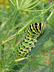Papilio polyxenes