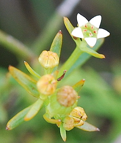 Thesium acutissimum