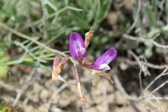 Astragalus subuliformis