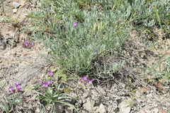 Astragalus subuliformis