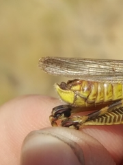 Melanoplus bruneri