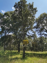 Phoradendron leucarpum angustifolium