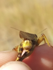 Melanoplus bruneri
