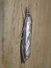 Platytes alpinella