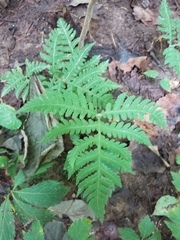 Phegopteris