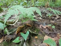 Phegopteris