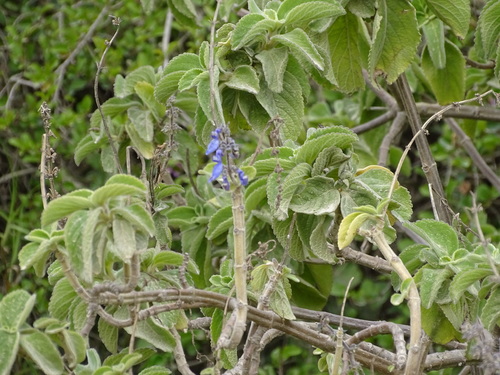 Coleus barbatus