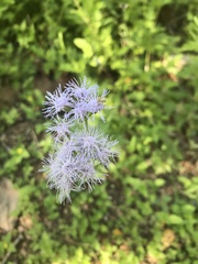 Conoclinium dissectum