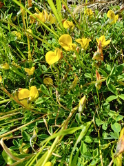 Crotalaria excisa