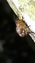 Thricops simplex