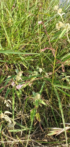Image of Agalinis viridis by (c) Ayla, some rights reserved (CC BY)