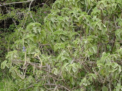 Coleus barbatus