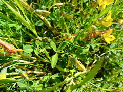 Crotalaria excisa