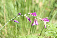 Gladiolus communis