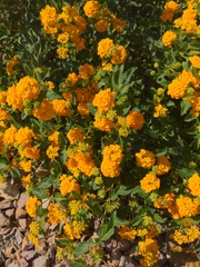Lantana × hybrida