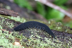 Peripatopsis capensis