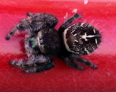 Phidippus texanus