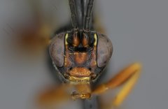 Ichneumon faciens