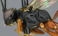 Ichneumon faciens
