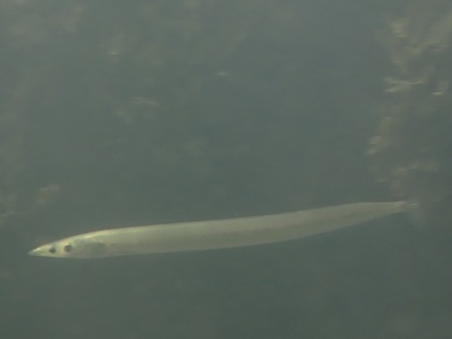 Greater sandeel (Hyperoplus lanceolatus) — Ammodytidae — 3