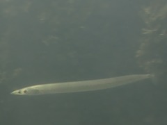 Hyperoplus lanceolatus