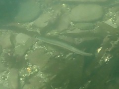 Hyperoplus lanceolatus
