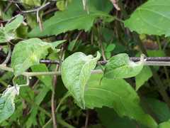 Solanum dulcamaroides