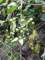 Solanum dulcamaroides