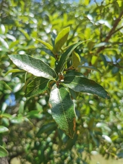 Quercus eduardii