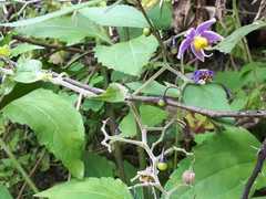 Solanum dulcamaroides