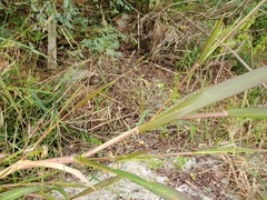 Panicum dichotomiflorum dichotomiflorum