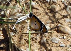 Danaus chrysippus alcippus
