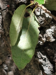 Quercus eduardii