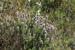 Serruria brownii