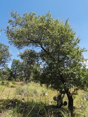 Quercus eduardii