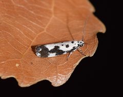 Ethmia quadrillella