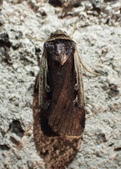 Ochropleura