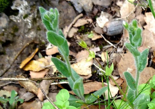 Arabis aucheri