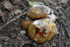 Scleroderma michiganense
