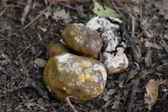 Scleroderma michiganense