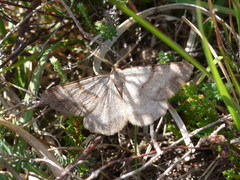 Selidosema brunnearia